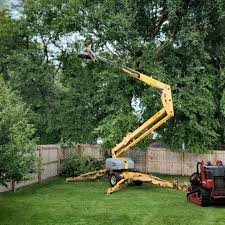 How Our Tree Care Process Works  in Palisades Park, NJ